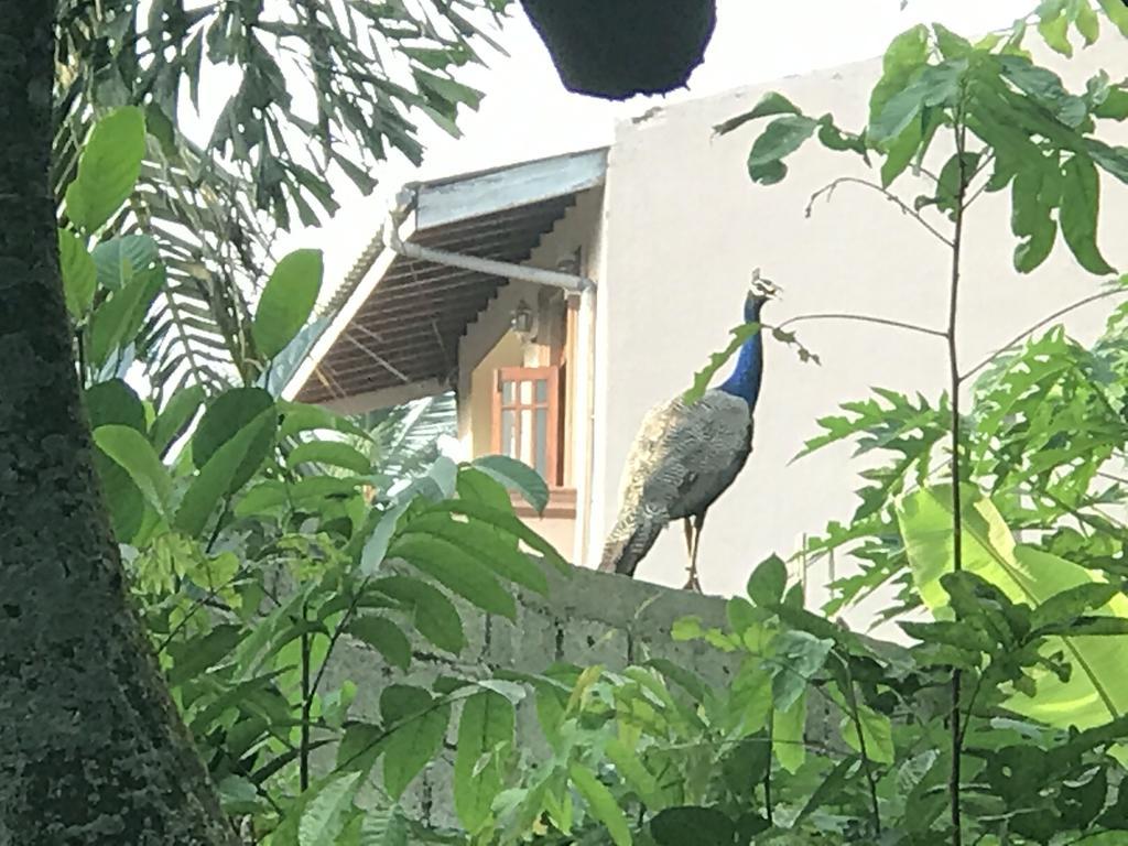 Mount Nature Villa Хикадува Стая снимка